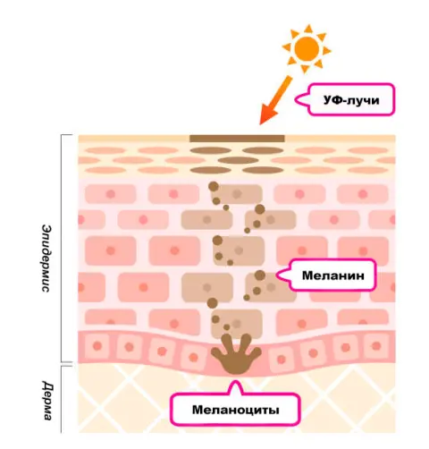 меланоциты кожи